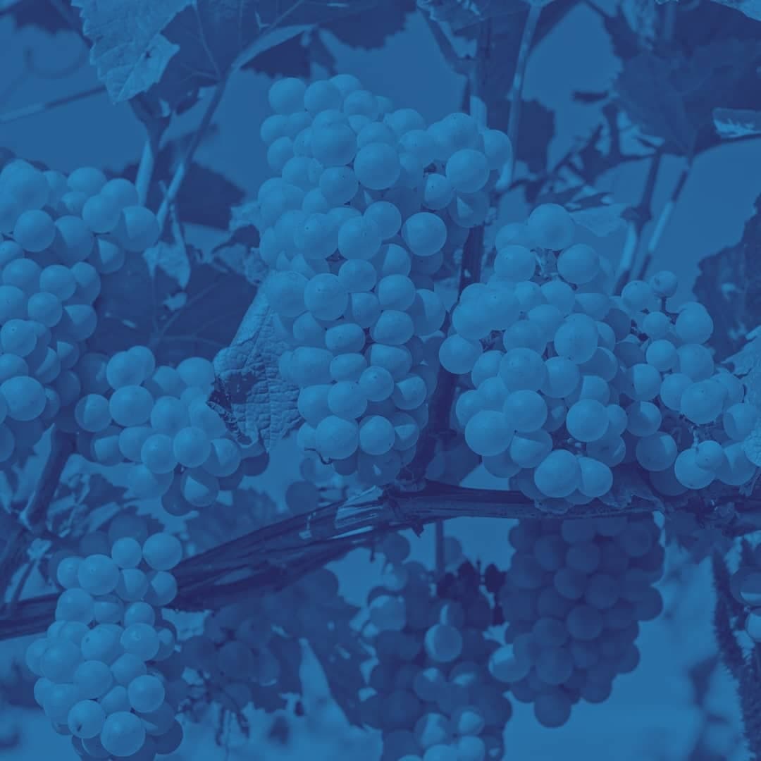 Grapevine