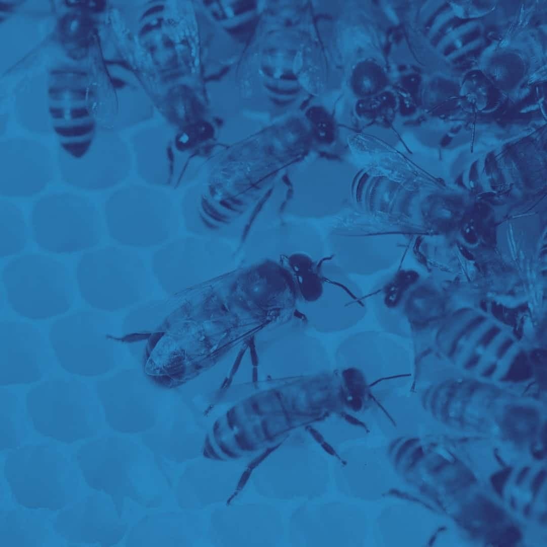 eHoney