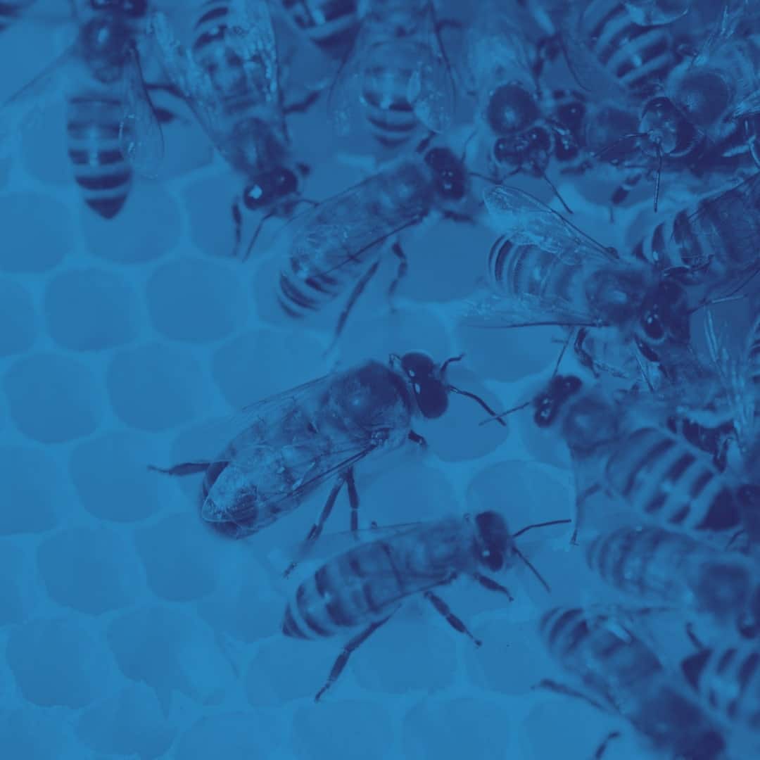 eHoney